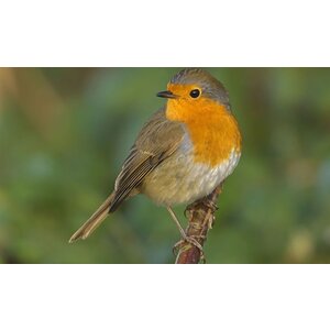 Quelle est Belle Company Vogelfluitje Roodborstje Quelle est Belle Company Vogelfluitje Roodborstje