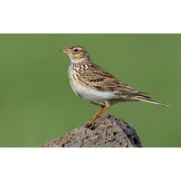 Vogelfluitje Veldleeuwerik