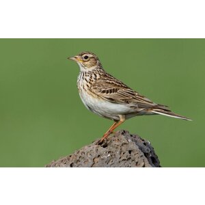 Quelle est Belle Company Vogelfluitje Veldleeuwerik Quelle est Belle Company Vogelfluitje Veldleeuwerik