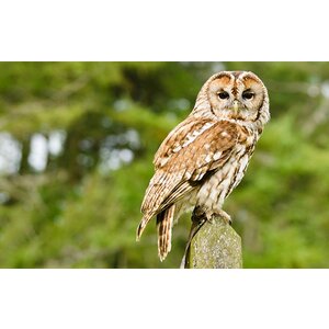 Quelle est Belle Company Vogelfluitje Bosuil Quelle est Belle Company Vogelfluitje Bosuil