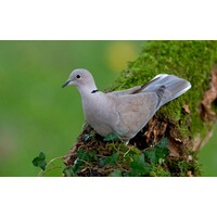 Vogelfluitje tortelduif