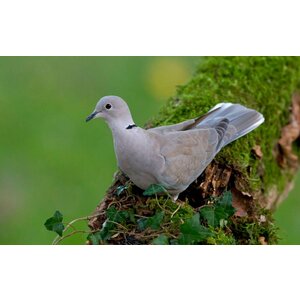 Quelle est Belle Company Vogelfluitje tortelduif Quelle est Belle Company Vogelfluitje tortelduif
