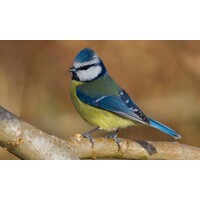 Vogelfluitje Pimpelmees