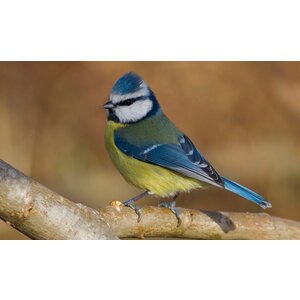 Quelle est Belle Company Vogelfluitje Pimpelmees