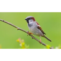 Vogelfluitje Huismus
