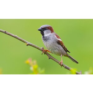 Quelle est Belle Company Vogelfluitje Huismus Quelle est Belle Company Vogelfluitje Huismus
