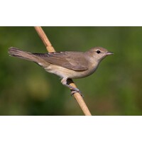 Vogelfluitje Tuinfluiter