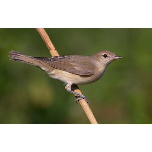 Quelle est Belle Company Vogelfluitje Tuinfluiter Quelle est Belle Company Vogelfluitje Tuinfluiter