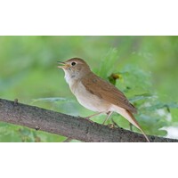 Twee vogelfluitjes - The Lovely Set