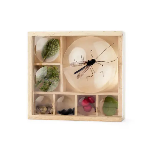 Kikkerland design Kikkerland Huckleberry My little museum - bug box Kikkerland design Kikkerland Huckleberry My little museum - bug box