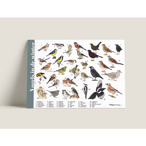Tringa paintings Tringa paintings Herkenningskaarten Vogels in de winter Tringa paintings Tringa paintings Herkenningskaarten Vogels in de winter