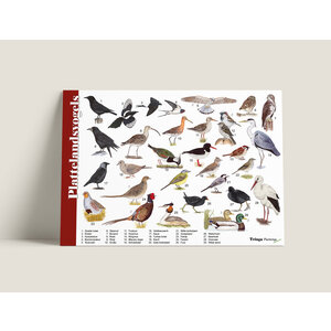 Tringa paintings Tringa paintings Herkenningskaarten Plattelandsvogels