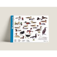 Tringa paintings Herkenningskaarten Watervogels