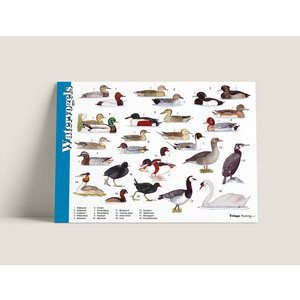 Tringa paintings Tringa paintings Herkenningskaarten Watervogels