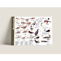 Tringa paintings Herkenningskaarten Kustvogels