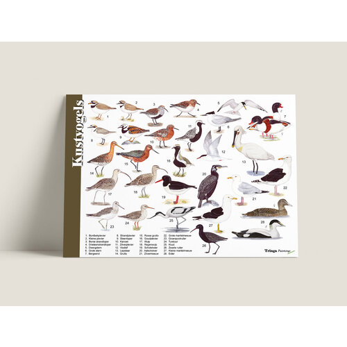 Tringa paintings Tringa paintings Herkenningskaarten Kustvogels Tringa paintings Tringa paintings Herkenningskaarten Kustvogels
