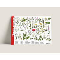 Tringa paintings Herkenningskaarten Planten algemeen