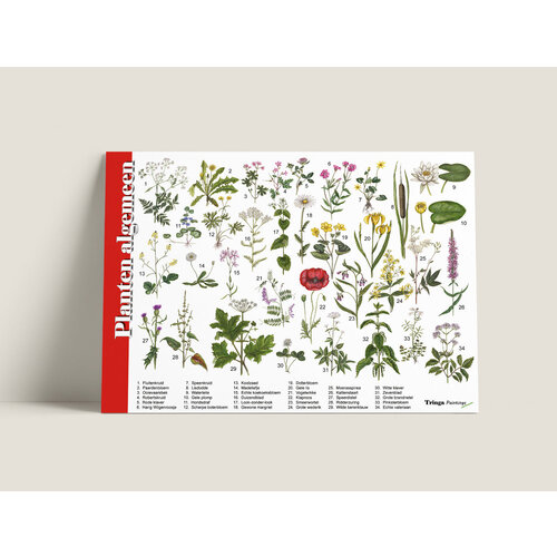 Tringa paintings Tringa paintings Herkenningskaarten Planten algemeen Tringa paintings Tringa paintings Herkenningskaarten Planten algemeen