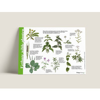 Tringa paintings Herkenningskaart Eetbare wilde planten