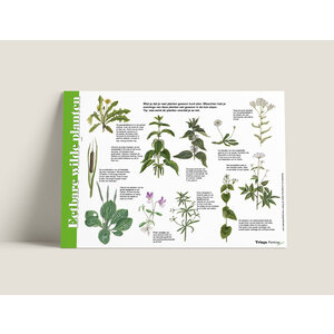Tringa paintings Tringa paintings Herkenningskaart Eetbare wilde planten