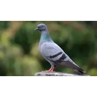 Vogelfluitje Postduif