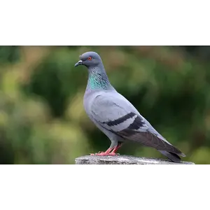 Quelle est Belle Company Vogelfluitje Postduif Quelle est Belle Company Vogelfluitje Postduif