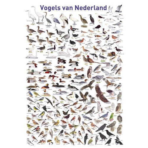 Tringa paintings natuurkaarten Tringa Paintings Puzzel Vogels van Nederland -1000 stukjes