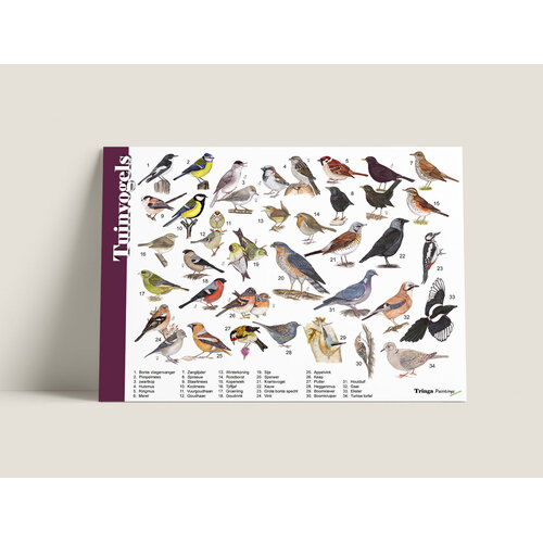 Tringa paintings Herkenningskaart Tuinvogels met natuurillustraties van Jasper de Ruiter Tringa paintings Herkenningskaart Tuinvogels met natuurillustraties van Jasper de Ruiter