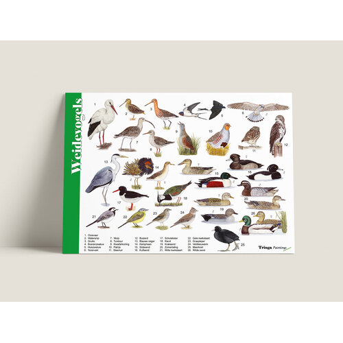 Tringa paintings Tringa herkenningskaart Weidevogels Tringa paintings Tringa herkenningskaart Weidevogels