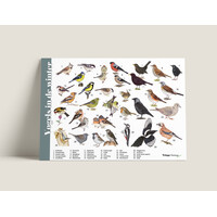 Tringa herkenningskaart Vogels in de winter