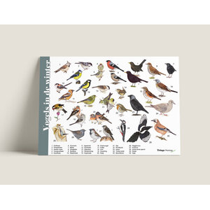 Tringa paintings Tringa herkenningskaart Vogels in de winter Tringa paintings Tringa herkenningskaart Vogels in de winter