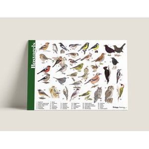 Tringa paintings Herkenningskaart Bosvogels Tringa paintings Herkenningskaart Bosvogels