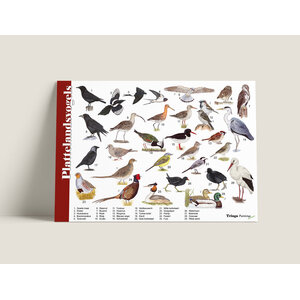Tringa paintings Tringa herkenningskaart Plattelandsvogels Tringa paintings Tringa herkenningskaart Plattelandsvogels