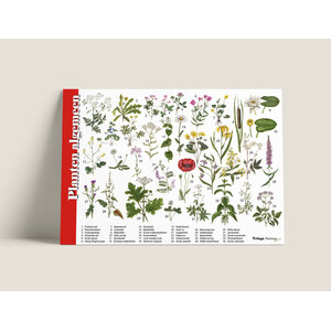 Tringa paintings Tringa herkenningskaart Planten Algemeen Tringa paintings Tringa herkenningskaart Planten Algemeen
