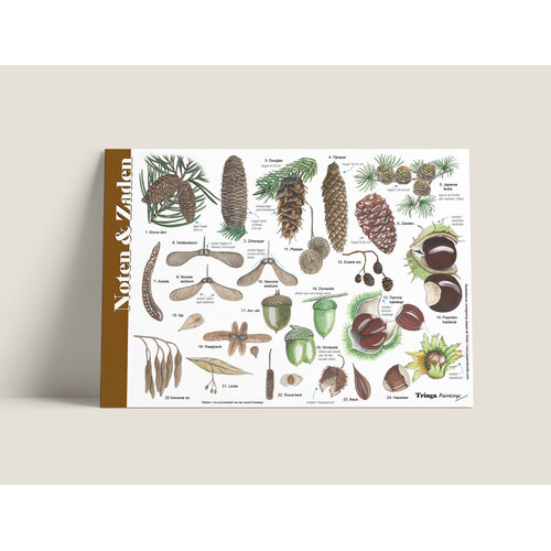 Tringa paintings Herkenningskaart Noten, Zaden, Vruchten met natuurillustraties van Jasper de Ruiter Tringa paintings Herkenningskaart Noten, Zaden, Vruchten met natuurillustraties van Jasper de Ruiter