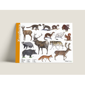 Tringa paintings Herkenningskaart Zoogdieren Tringa paintings Herkenningskaart Zoogdieren