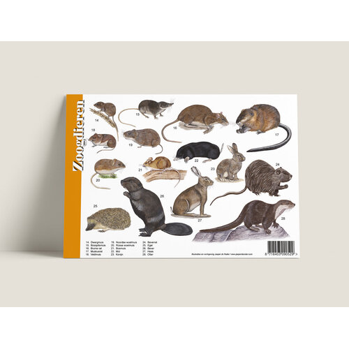 Tringa paintings Herkenningskaart Zoogdieren met natuurillustraties van Jasper de Ruiter Tringa paintings Herkenningskaart Zoogdieren met natuurillustraties van Jasper de Ruiter