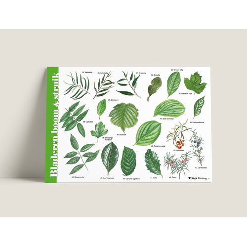 Tringa paintings Herkenningskaart Bladeren van bomen en struiken met natuurillustraties van Jasper de Ruiter Tringa paintings Herkenningskaart Bladeren van bomen en struiken met natuurillustraties van Jasper de Ruiter