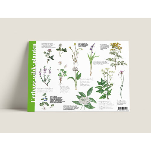 Tringa paintings Tringa herkenningskaart Eetbare wilde planten Tringa paintings Tringa herkenningskaart Eetbare wilde planten