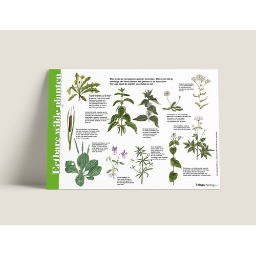 Tringa paintings Herkenningskaart Eetbare wilde planten van Tringa