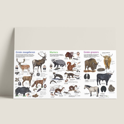 Tringa paintings Zoekkaart Zoogdieren van Tringa Paintings voor buiten ontdekken Tringa paintings Zoekkaart Zoogdieren van Tringa Paintings voor buiten ontdekken