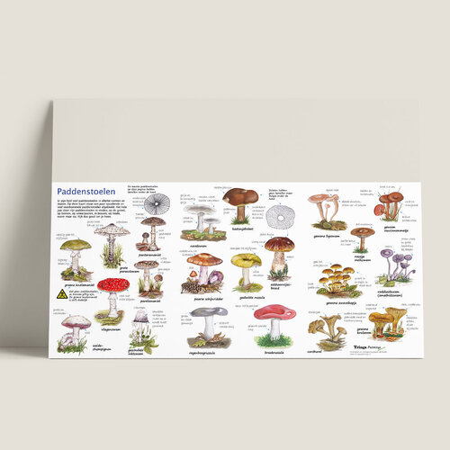 Tringa paintings Zoekkaart Paddenstoelen van Tringa Paintings voor buiten ontdekken