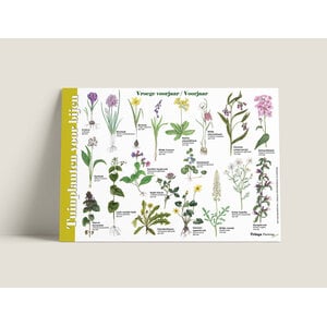 Tringa paintings Tringa herkenningskaart Tuinplanten voor bijen Tringa paintings Tringa herkenningskaart Tuinplanten voor bijen