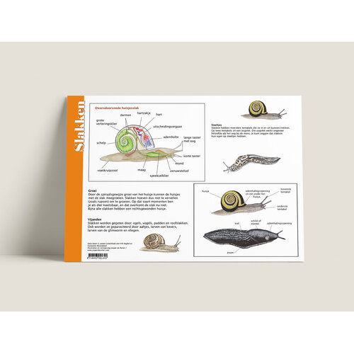 Tringa paintings Herkenningskaart Slakken met natuurillustraties van Jasper de Ruiter Tringa paintings Herkenningskaart Slakken met natuurillustraties van Jasper de Ruiter