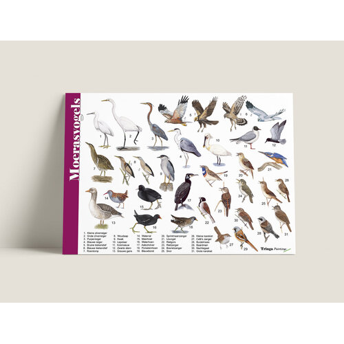 Tringa paintings Tringa herkenningskaart Moerasvogels Tringa paintings Tringa herkenningskaart Moerasvogels