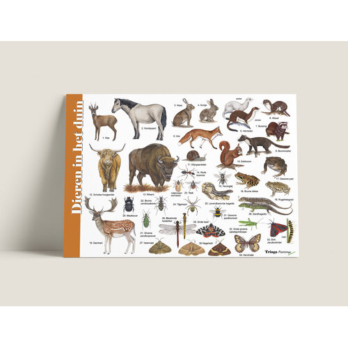 Tringa paintings Herkenningskaart Dieren in het duin met natuurillustraties van Jasper de Ruiter Tringa paintings Herkenningskaart Dieren in het duin met natuurillustraties van Jasper de Ruiter