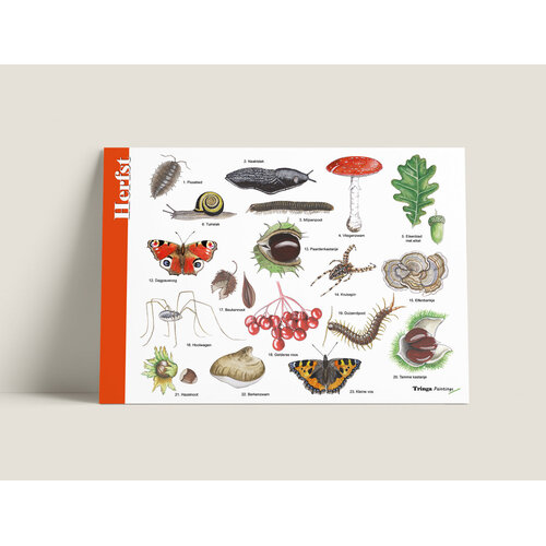 Tringa paintings Herkenningskaart Herfst met natuurillustraties van Jasper de Ruiter Tringa paintings Herkenningskaart Herfst met natuurillustraties van Jasper de Ruiter
