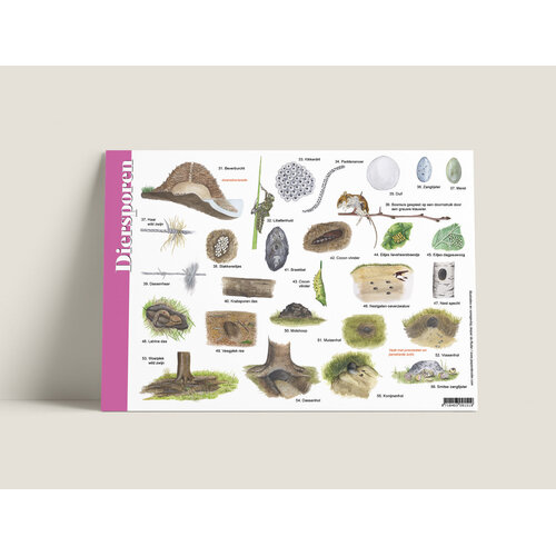 Tringa paintings Herkenningskaart Diersporen met natuurillustraties van Jasper de Ruiter Tringa paintings Herkenningskaart Diersporen met natuurillustraties van Jasper de Ruiter