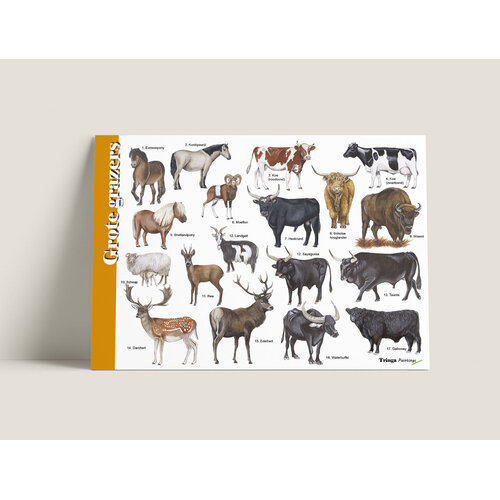 Tringa paintings Herkenningskaart Grote grazers van Tringa Tringa paintings Herkenningskaart Grote grazers van Tringa