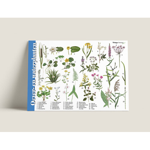 Tringa paintings Herkenningskaart Oever- en waterplanten met natuurillustraties van Jasper de Ruiter